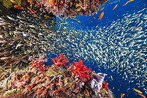 Biosphoto | 2419934 | Life is abundant in the Sada pass of the Mayotte lagoon. | &copy; Gabriel Barathieu / Biosphoto