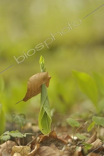 Biosphoto | 1624475 | Lilies of the valley pushing through a beech leaf France | &copy; Robin Monchâtre / Biosphoto