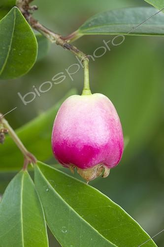 Biosphoto | 2126742 | Lilly Pilly, brush cherry (Syzygium australe) fruit | &copy; Frédéric Tournay / Biosphoto