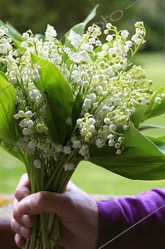 Biosphoto | 1488522 | Lily-of-the-valley bouquet in spring | &copy; Gilles Le Scanff & Joëlle-Caroline Mayer / Biosphoto