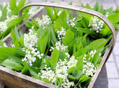 Biosphoto | 2145223 | Lily of the Valley (Convallaria majalis) in a basket in spring, France | &copy; Laurent Lhoté / Biosphoto