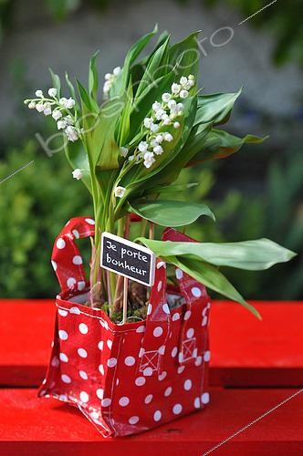 Biosphoto | 2543453 | Lily of the valley (Convallaria majalis), lucky charm flowers | &copy; Catherine Fruhinsholz / Biosphoto