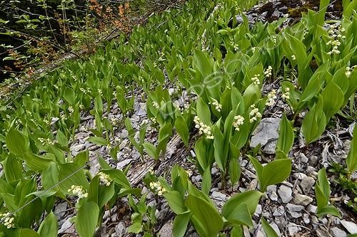 Biosphoto | 2036503 | Lily of the Valley flowering mountain - Alpes France  ; Contains convallarine close substance digitalis and used in medicine for the treatment of cardiac disorders. | &copy; Jean-Philippe Delobelle / Biosphoto