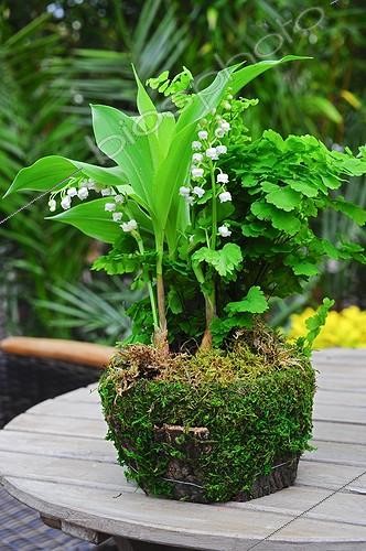Biosphoto | 910063 | Lily-of-the-valley in bloom on a garden terrace | &copy; Frédéric Didillon / Biosphoto