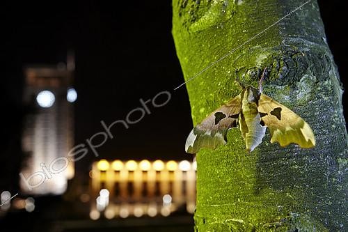 Biosphoto | 2091087 | Lime Hawk-Moth (Mimas tiliae) on a trunk in city at night, France | &copy; Frank Deschandol & Philippe Sabine / Biosphoto