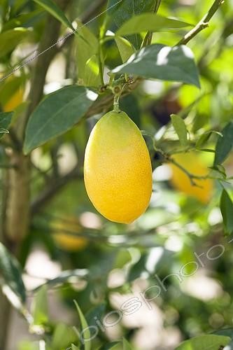 Biosphoto | 1852591 | Limequat 'tavares' on the tree | &copy; Laurent Rebelle / Biosphoto