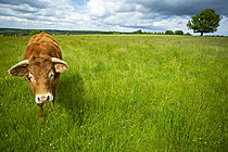 Biosphoto | 2628299 | Limousin cow in a meadow, Eymoutiers, Haute-Vienne, France. | &copy; Philippe Lebeaux / Biosphoto