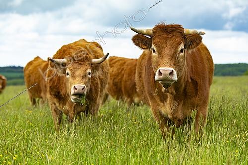 Biosphoto | 2628298 | Limousin cows in a meadow, Eymoutiers, Haute-Vienne, France. | &copy; Philippe Lebeaux / Biosphoto