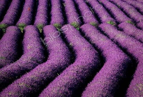 Biosphoto | 88273 | Lines of Lavender in a field | &copy; Damien Falco / Biosphoto