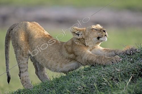 Biosphoto | 1920010 | Lion cub stretching in savannah - Masai Mara Kenya | &copy; Dominique Delfino / Biosphoto