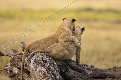 Biosphoto | 1289281 | Lion cubs playing in the Masai Mara NR Kenya | &copy; Michel & Christine Denis-Huot / Biosphoto