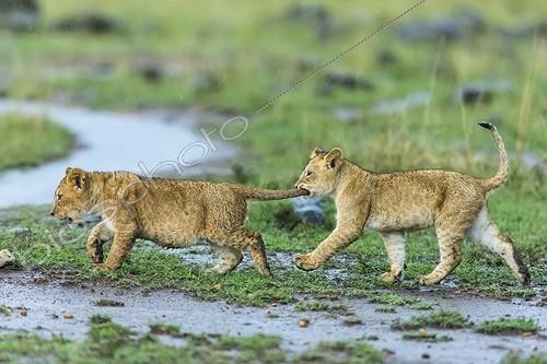 Biosphoto | 2033333 | Lion cubs playing under the rain - Masai Mara Kenya | &copy; Michel & Christine Denis-Huot / Biosphoto