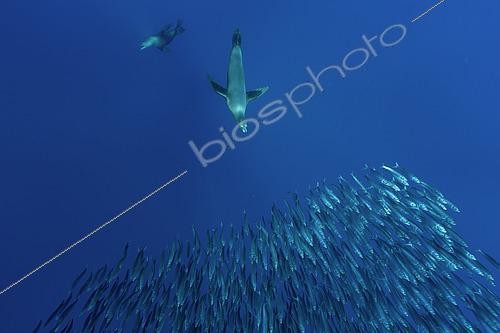 Biosphoto | 2615568 | Lion de mer de Californie (Zalophus californianus) poursuivant un banc-appâts de sardines (Sardinops sagax), baie Magdalena, côte ouest de la Basse-Californie, océan Pacifique, Mexique. | &copy; Franco Banfi / Biosphoto