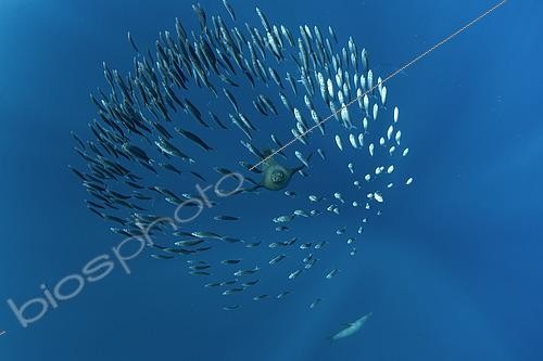 Biosphoto | 2615575 | Lion de mer de Californie (Zalophus californianus) poursuivant un banc-appâts de sardines (Sardinops sagax), baie de Magdalena, côte ouest de la Basse-Californie, océan Pacifique, Mexique. | &copy; Franco Banfi / Biosphoto
