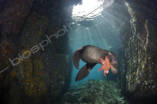 Biosphoto | 2615595 | Lion de mer de Californie (Zalophus californianus) jouant avec une étoile de mer, Los Islotes, mer de Cortez, Baja California, Mexique, océan Pacifique Est. | &copy; Franco Banfi / Biosphoto