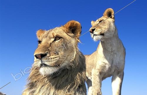 Biosphoto | 1325 | Lion et lionne Rehabilitation Farm Namibie | &copy; Theo Allofs / Biosphoto