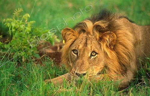 Biosphoto | 130993 | Lion lying down in grass Sabi Sabi Game Reserve South Africa | &copy; Roger de La Harpe / Biosphoto