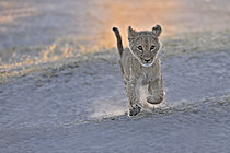 Biosphoto | 2623031 | Lion (Panthera leo) cub aged two to three months running. Botswana. | &copy; Michel Bureau / Biosphoto