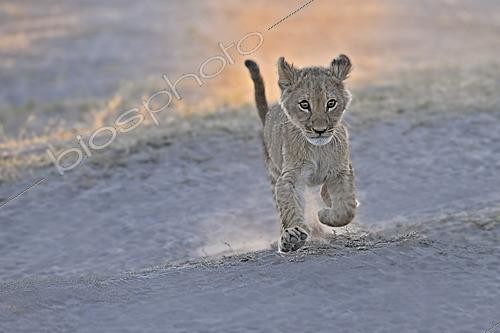 Biosphoto | 2623031 | Lion (Panthera leo) cub aged two to three months running. Botswana. | &copy; Michel Bureau / Biosphoto