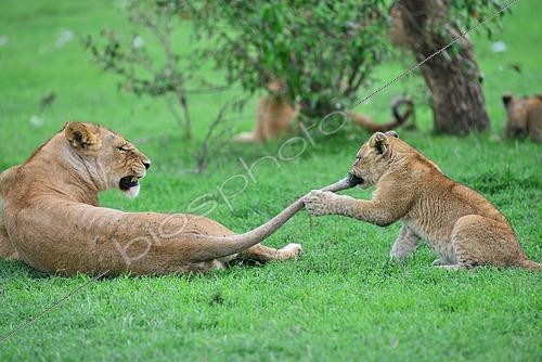 Biosphoto | 2441434 | Lion (Panthera leo) cub playing with the tail of its mother, Masai Mara national park, Kenya. | &copy; Antoine Lorgnier / Biosphoto