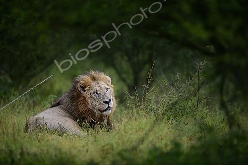 Biosphoto | 2619252 | Lion (Panthera leo) dans les herbes verte, Kruger, Afrique du Sud | &copy; Clément Fontaine / Biosphoto