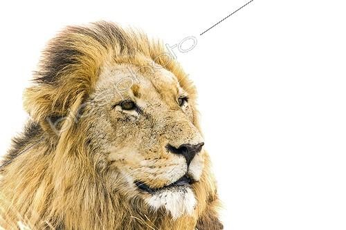 Biosphoto | 2057019 | Lion (Panthera leo) in Kruger National park, South Africa | &copy; Patrice Correia / Biosphoto