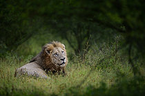 Biosphoto | 2619252 | Lion (Panthera leo) in thegreen grass, Kruger National Park, South Africa | &copy; Clément Fontaine / Biosphoto