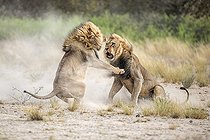 Biosphoto | 2394817 | Lion (Panthera leo) Kalahari males fighting for a female, Kgalagadi, Botswana. 1st place, Montier en Der festival 2018. | &copy; Didier Couvert & Muriel Moreau / Biosphoto