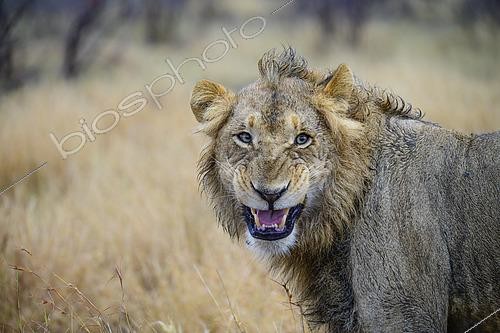 Biosphoto | 2619250 | Lion (Panthera leo) les babines retroussées, Kruger, Afrique du Sud | &copy; Clément Fontaine / Biosphoto