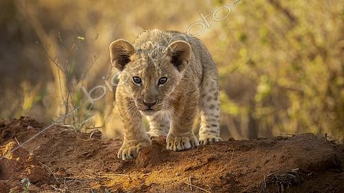 Biosphoto | 2615796 | Lion (Panthera leo), lionceau sur la terre rouge de Tsavo Est, Kenya | &copy; Christophe Ravier / Biosphoto