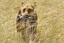 Biosphoto | 2619685 | Lion (Panthera leo) lioness holding a baby warthog (Phacochoerus) in her mouth, Masai Mara, Kenya. | &copy; Pierre Vernay / Biosphoto