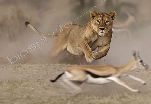 Biosphoto | 2418013 | Lion (Panthera leo), lionne chassant une Gazelle de Thomson (Gazella thomsonii), Ngorongoro Conservation Area, Serengeti | &copy; Pierluigi Rizzato / Biosphoto