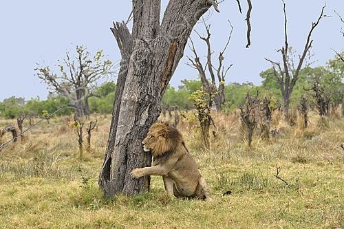 Biosphoto | 2623042 | Lion (Panthera leo) mâle derrière un tronc, Botswana | &copy; Michel Bureau / Biosphoto
