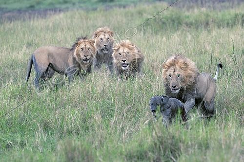 Biosphoto | 2614881 | Lion (Panthera leo) poursuivant une Hyène tachetée (Crocuta crocuta) ensanglantée, savane du Masaï Mara, Kenya | &copy; Pierre Vernay / Biosphoto