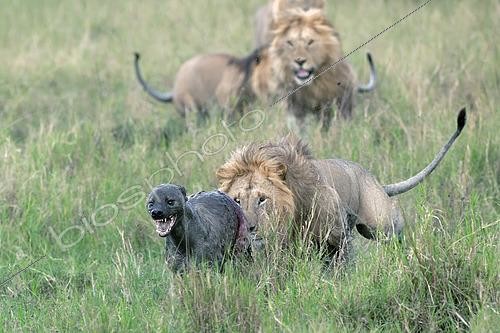 Biosphoto | 2614882 | Lion (Panthera leo) poursuivant une Hyène tachetée (Crocuta crocuta) ensanglantée, savane du Masaï Mara, Kenya | &copy; Pierre Vernay / Biosphoto