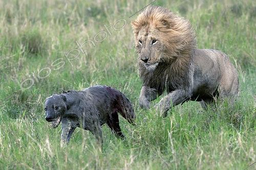 Biosphoto | 2614883 | Lion (Panthera leo) poursuivant une Hyène tachetée (Crocuta crocuta) ensanglantée, savane du Masaï Mara, Kenya | &copy; Pierre Vernay / Biosphoto
