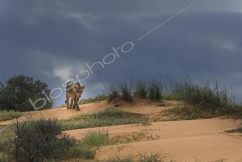 Biosphoto | 2081699 | Lion (Panthera leo) walking on sand dune under a stormy sky, Kgalagadi, South Africa | &copy; Tonino De Marco / Biosphoto
