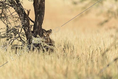 Biosphoto | 2081781 | Lion (Panthera leo) young lion behind a tree in the shade, Kgalagadi, South Africa | &copy; Tonino De Marco / Biosphoto