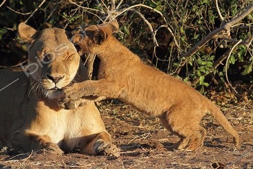 Biosphoto | 2046402 | Lioness and cub in the savannah - Chobe Botswana | &copy; Stéphan Bonneau / Biosphoto