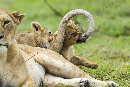 Biosphoto | 2024384 | Lioness and cubs playing in savanna - Masai Mara Kenya | &copy; Michel & Christine Denis-Huot / Biosphoto