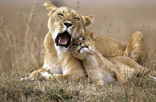 Biosphoto | 687205 | Lioness and her cub resting Masai Mara Kenya | &copy; Michel & Christine Denis-Huot / Biosphoto