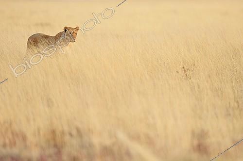 Biosphoto | 2056320 | Lioness in savanna, Etosha, Namibia | &copy; Massimiliano Sticca / Biosphoto