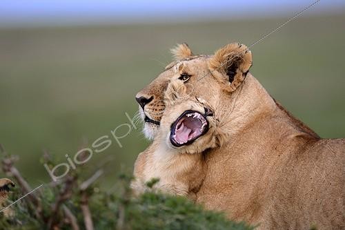 Biosphoto | 1919997 | Lioness lying and cub in the bush - Masai Mara Kenya | &copy; Dominique Delfino / Biosphoto