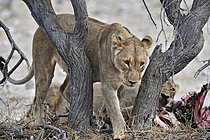 Biosphoto | 2622894 | Lioness (Panthera leo), Etosha National Park, Namibia. | &copy; Michel Bureau / Biosphoto