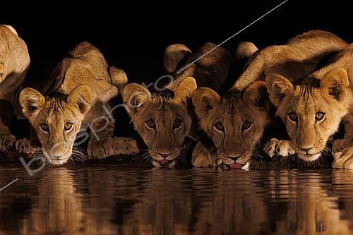 Biosphoto | 2605452 | Lioness (Panthera leo) with cubs, Drinking from a pond, Shompole wilderness, Shompole Community, Kenya, East Africa, Africa | &copy; Sylvain Cordier / Biosphoto