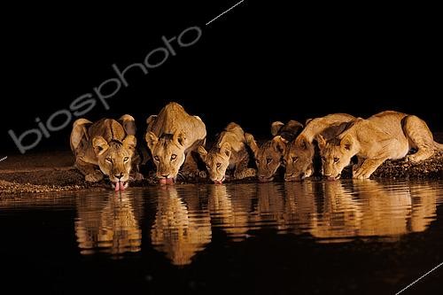 Biosphoto | 2605453 | Lioness (Panthera leo) with cubs, Drinking from a pond, Shompole wilderness, Shompole Community, Kenya, East Africa, Africa | &copy; Sylvain Cordier / Biosphoto