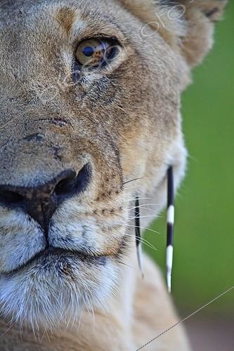 Biosphoto | 1339693 | Lioness with two porcupine quills in the Kruger PN | &copy; Alain Mafart-Renodier / Biosphoto