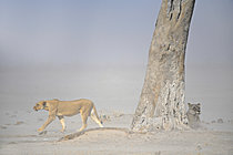 Biosphoto | 2623090 | Lionesses (Panthera leo) in the mist. Kalahari Desert, Botswana. | &copy; Michel Bureau / Biosphoto