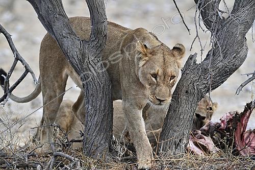 Biosphoto | 2622894 | Lionne (panthera leo), Parc national d'Etosha, Namibie. | &copy; Michel Bureau / Biosphoto
