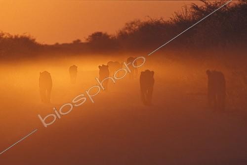 Biosphoto | 118920 | Lions family walking on a track at sunset Etosha NP Namibia | &copy; Alain Mafart-Renodier / Biosphoto